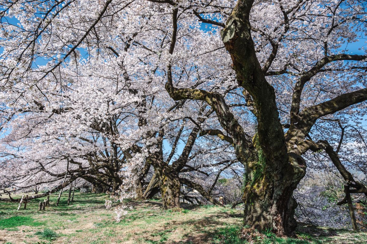 南信州の桜旅　高森南小学校